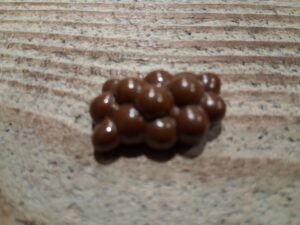 grappe marron foncée ref 30223750